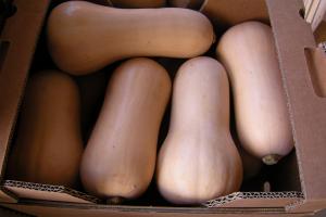 KeyPerú proyecta exportar 1.170 toneladas de calabazas butternut este año