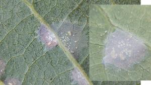 La “arañita cristalina” alerta a productores de palta en Lambayeque