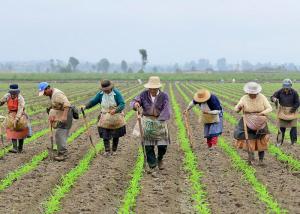 “La asociatividad pasa por tener una adecuada Ley General de Cooperativas”