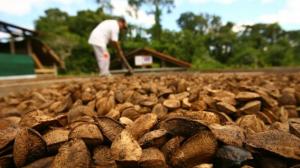 La comunidad amazónica de Tres Islas busca exportar sus más de 40 toneladas de castaña ante un mercado local saturado