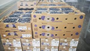 La escasez de cajas y embalajes es un riesgo para la cadena agroexportadora peruana