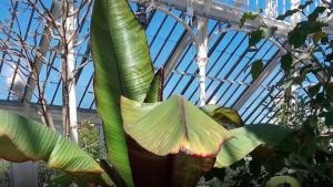 La falsa banana que salvó la vida a millones de personas