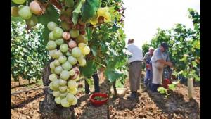 La Libertad: buscan disminuir agroquímicos en la vid para retomar exportaciones de uvas