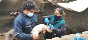 La Libertad: campaña de vacunación 2021 contra Peste porcina proyecta alcanzar a más de 216 mil cerdos