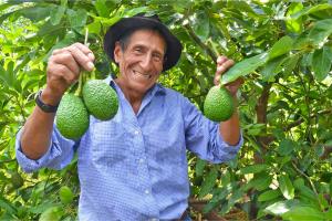 La Libertad: capacitarán a 269 familias productoras de palta Hass para exportar