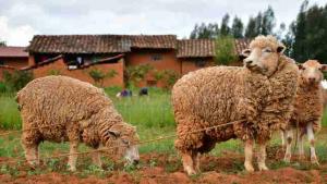 La Libertad desarrolla proyecto para mejorar producción de ovinos