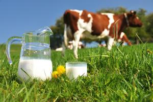 La Libertad produce 180 mil toneladas de leche al año
