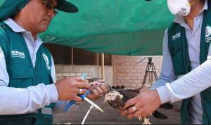 La Libertad: Senasa vacunará más de 350 mil aves para prevenir enfermedad de Newcastle