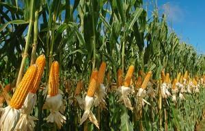 La Libertad: usarán nuevas <span class='highlight'>te</span>cnologías en el cultivo del maíz amarillo en Virú