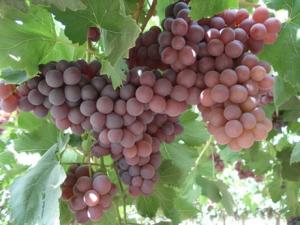 La Libertad: uva de mesa de Cascas se venderá en Tottus en enero de 2017