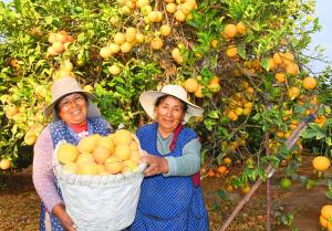 La naranja es el cultivo sensación en Tacna