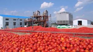 La producción de tomate en el mundo supera los 186.800 millones de kilos