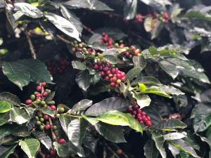 La producción del café aún puede ser rentable