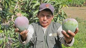 La proyección del negocio del mango peruano