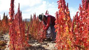 La quinua real de Bolivia busca su denominación de origen ante el mundo