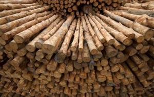 La trazabilidad de la madera y el desarrollo forestal