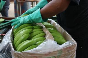 La Unión Europea proyecta una producción de 649 mil toneladas de banano hasta fines de este año