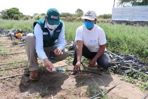 Lambayeque: agricultores de Reque optimizan cultivos con riego tecnificado