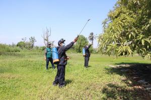 Lambayeque: aprueban Ordenanza Regional que declara de interés público la erradicación de la mosca de la fruta