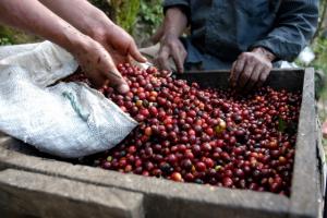LAMBAYEQUE: EXPORTACIONES DE CAFÈ SUMAN US$ 55.9 MILLONES