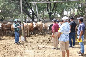 Lambayeque: ganaderos mejoran producción lechera con adiestramiento en Escuelas de Campo