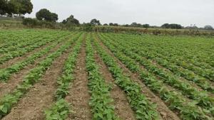 Lambayeque: implementan parcelas demostrativas para mejorar calidad genética de leguminosas