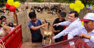Lambayeque: Mejorarán ganadería caprina para producción láctea en Mórrope