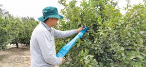 Lambayeque: red de vigilancia de mosca de la fruta beneficiará a más de 13 mil productores