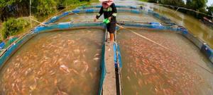 Lanzan Programa Nacional de Innovación en Pesca y Acuicultura