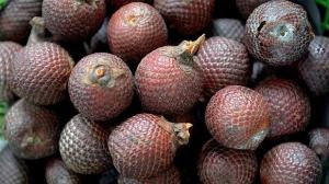 Lanzan proyecto para mejorar empleo de familias productoras de aguaje en Loreto