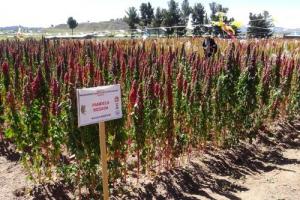Lanzarán tres nuevas variedades de quinua el 2019