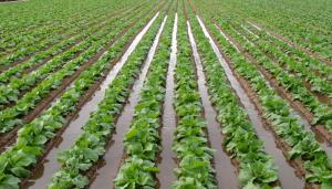 Las adversidades del riego superficial