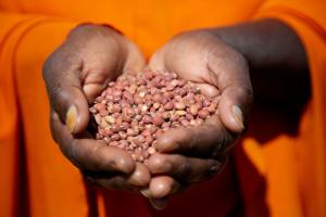 “Las leguminosas tienen el potencial de desempeñar un papel más importante en la producción de alimentos”