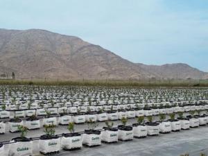 Las nuevas variedades y la hidroponía impulsarán el sector del arándano en Perú