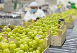 "Las primeras uvas de mesa que llegan a China tienen un mercado fuerte"