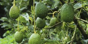 Latin American Fruits crecería 80% este año