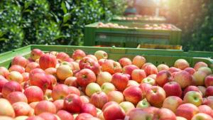 Levantan las restricciones al ingreso de manzanas peruanas al Ecuador