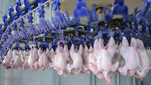 Leve recuperación mundial en el precio de carne de pollo