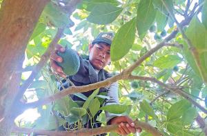 Ley Agraria: Nuevas plantaciones se detienen en Perú