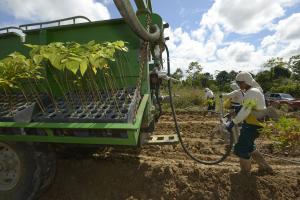 Ley de Promoción Agraria podría mejorar las condiciones laborales de 97 mil trabajadores forestales