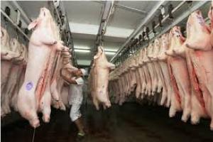 Lima Metropolitana: 455.331 cerdos fueron beneficiados en el primer semestre del año