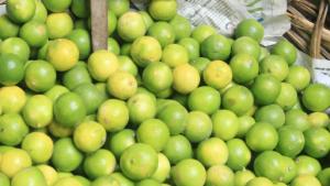 Limones Piuranos evalúa sembrar en Ica, Tumbes y Olmos