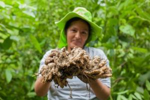 Llega a Alemania el primer lote de jengibre orgánico peruano de la campaña 2021