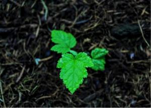 Llegan a Perú nuevas y mejores variedades de frambuesas