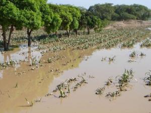 Lluvias afectan a la fecha cerca de 50.000 hectáreas agrícolas