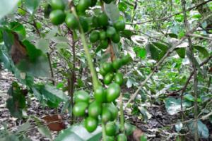 Lluvias en la Selva favorecerían cultivos de café y cacao en fructificación y maduración