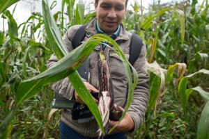 Lluvias en la Sierra beneficiarán a cultivos de maíz, habas, arveja y tubérculos
