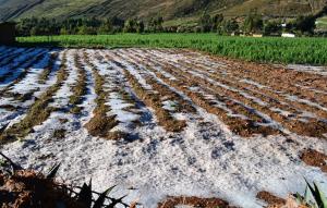 Lluvias y granizadas afectan cultivos de papa, maíz, haba y quinua en la sierra