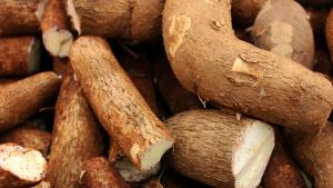 Loreto lidera producción nacional de yuca, pero enfrenta brechas de infraestructura y formalización