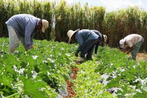 Los desafíos para el comercio agrícola en América Latina frente al COVID-19